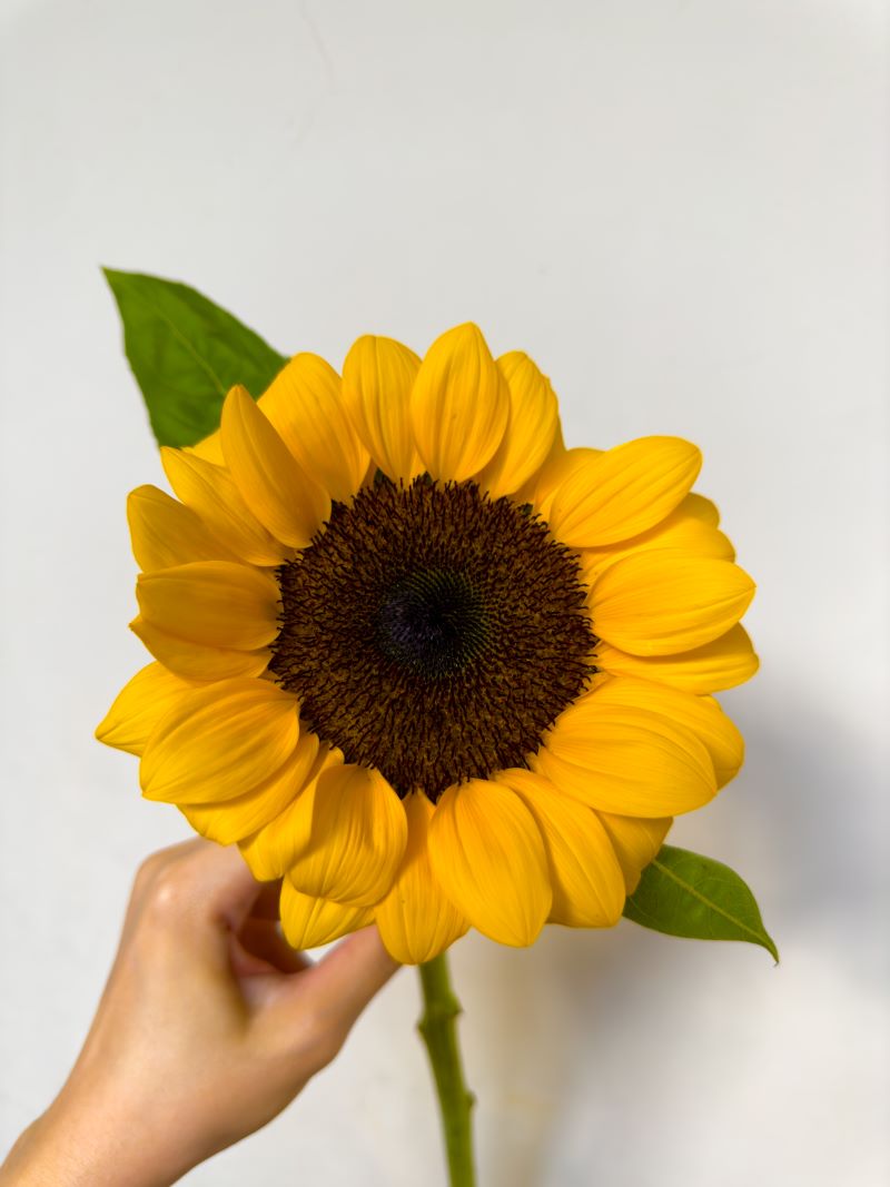 You're My Sunshine
